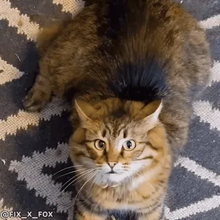 👎 34be943b @FIX_X_FOX kot, zwierzę, zwierzę domowe, kot domowy, portret, słodki, futrzany telegram sticker