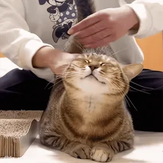 😊 36c77fc0 kot, zwierzę domowe, zwierzę domowe, grooming, szczęśliwy kot, zwierzęta telegram sticker