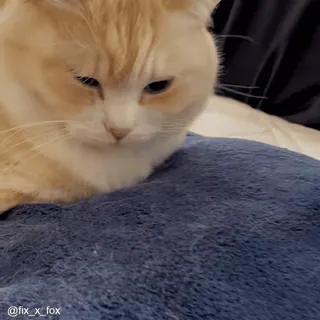 😴 3fae939a @fix_x_fox kot, zwierzę domowe, zwierzę, kot domowy telegram sticker