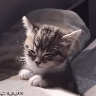 🥱 43ec2583 @FIX_X_FOX kotek, kot, słodki, sen, zwierzę domowe, zwierzę telegram sticker