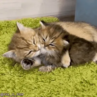 🥰 46485164 @FIX_X_FOX koty, kocięta, zwierzęta, słodkie, przytulanie, zwierzaki telegram sticker