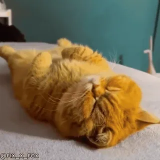 👋 575471ff @FIX_X_FOX kot, pomarańczowy kot, śpiący kot, słodki, zwierzę domowe, zwierzę, zwierzę domowe telegram sticker