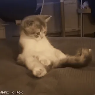 😈 57aa3473 @FIX_X_FOX kot, siedzący, zwierzę, słodki, zwierzę domowe telegram sticker