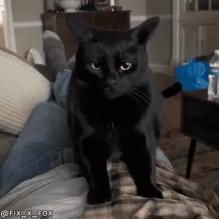 🤗 580c95a6 kot, czarny kot, zwierzę, zwierzak, zwierzę domowe, kotowate telegram sticker