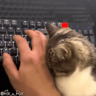 🥱 61179974 @fix_x_fox kot, klawiatura, pisanie, zwierzę domowe, zwierzę, śmieszne, słodkie telegram sticker