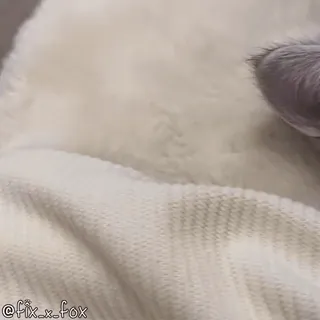 🥱 652eaec8 @fix_x_fox kot, słodki, kociak, zwierzę telegram sticker