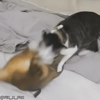 😡 7fa0c0a1 @FIX_X_FOX kot, walka, koty, zwierzęta domowe, zwierzęta, łóżko telegram sticker