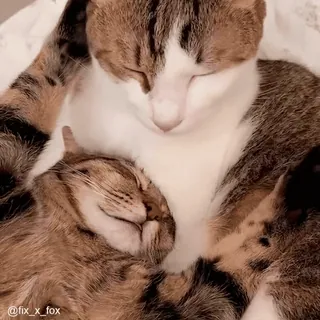 😴 7fbb4db1 koty, śpiące, zwierzęta, słodkie, zwierzęta domowe telegram sticker