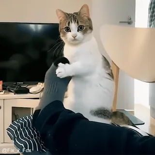 🤗 7fc2a258 @Fix x Fox kot, zwierzę, zwierzak, słodki, śmieszny, kot domowy, pręgowany telegram sticker