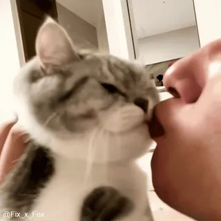 😘 87da3883 @Fix_x_Fox kot, kociak, zwierzę domowe, zwierzę, słodki, domowy, ssak telegram sticker