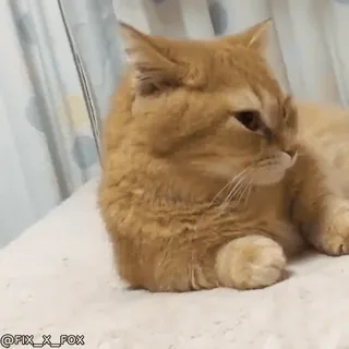 😴 957f6bec @FIX_X_FOX kot, zwierzę, zwierzę domowe, rudy kot, mem, słodki telegram sticker