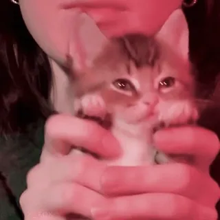 🤗 be0a9bf5 kot, kotek, słodki, zwierzę domowe, zwierzę, domowy telegram sticker