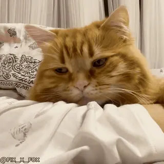 😴 c678e1d7 @FIX_X_FOX kot, zwierzę domowe, zwierzę, domowy, śpiący, rudy kot, słodki telegram sticker