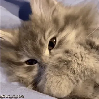 🤨 ca309bdb @FIX_X_FOX kot, kociak, zwierzę, słodki, zwierzak, śpiący telegram sticker