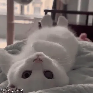 😉 ca82839e @fix_x_fox kot, zwierzę, słodki, biały, zwierzak telegram sticker
