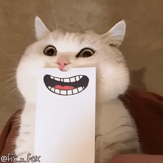 😂 cb475b14 @fix_x_fox kot, słodki, zwierzę, zwierzak, śmieszny telegram sticker