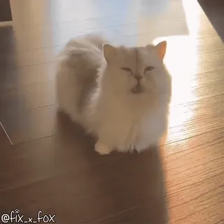 🥱 cf20c633 @fix_x_fox kot, słodki, zwierzę domowe, zwierzę, domowy, biały kot, puchaty telegram sticker