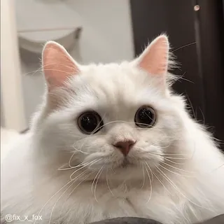😳 d8d4009a fix_x_fox kot, biały kot, słodki, puszysty, zwierzę, zwierzę domowe, oczy telegram sticker