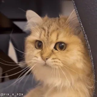 🤬 dbcc09bf @FIX_X_FOX kot, słodki, puszysty, zwierzę, zwierzak telegram sticker