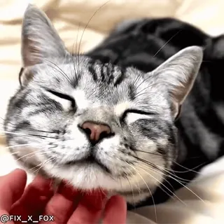 🥰 dca1d89b @FIX_X_FOX kot, zwierzę domowe, słodki, zwierzę, domowy, ssak telegram sticker