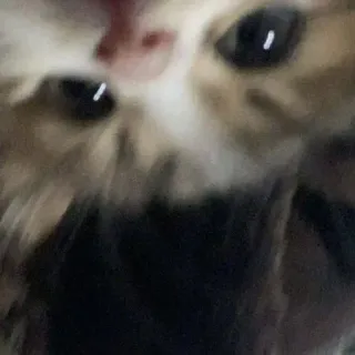 🤔 04571bb1 猫, 動物, ペット, 子猫, 飼い猫, ふわふわ, かわいい whatsapp sticker