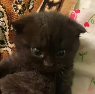 🤔 04a6bddb 猫, 子猫, 動物, かわいい, ペット, ペット whatsapp sticker