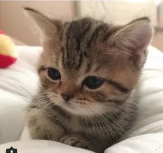 🤔 09be6d03 子猫, 猫, 可愛い, 動物, ペット whatsapp sticker