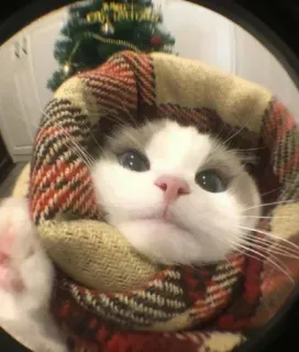 🤔 0ef06c1c 猫, マフラー, クリスマスツリー, 可愛い, 動物, ペット, 冬, ホリデー whatsapp sticker