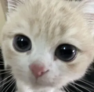 🤔 1a228103 猫, 子猫, 可愛い, ペット, 動物, ネコ whatsapp sticker