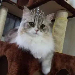 🤔 30ef4e48 猫, プリンセス, ティアラ, ペット, 動物, かわいい, 子猫 whatsapp sticker