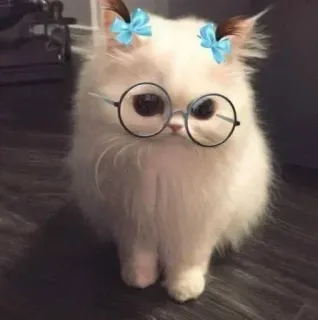 🤔 37d2572b 猫, メガネ, ペット, かわいい, 動物, リボン whatsapp sticker