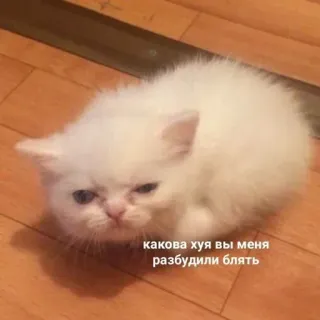 🤔 384a4291 какова хуя вы меня разбудили блять 猫, 子猫, ロシア, 攻撃的, 悪態 whatsapp sticker