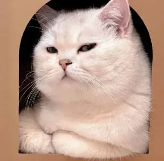 🤔 41e445d2 猫, 動物, ペット, 白猫, かわいい, 子猫, ネコ科 whatsapp sticker