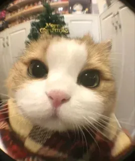 🤔 560472c0 Merry Christmas 猫, クリスマス, ペット, ホリデー, 動物, マフラー whatsapp sticker