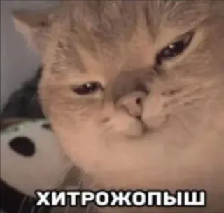🤔 5b422a53 хитрожопыш 猫, ミーム, 面白い, ロシア, 動物, ペット whatsapp sticker