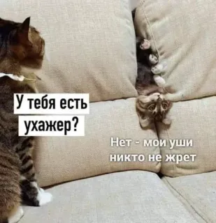 🤔 73a03a74 У тебя есть ухажер? Нет - мои уши никто не жрет 猫, 動物, 面白い, 家畜, ペット, ユーモア, チャット whatsapp sticker