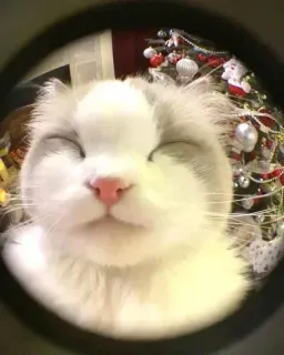 🤔 73a6af51 猫, クリスマス, かわいい, ペット, 動物, クリスマス, ホリデー whatsapp sticker