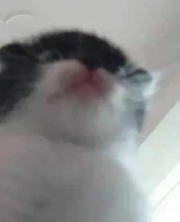 🤔 833ce403 子猫, 猫, 動物, 可愛い, ペット whatsapp sticker