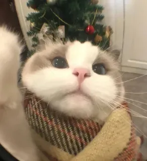 🤔 882a72d0 猫, クリスマス, かわいい, 冬, マフラー, ペット, 動物, お祝い whatsapp sticker