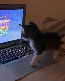 🤔 90663650 Spongebob Spongebob's Birthday Bout 猫, 子猫, ノートパソコン, スポンジボブ, 誕生日, エンタメ whatsapp sticker