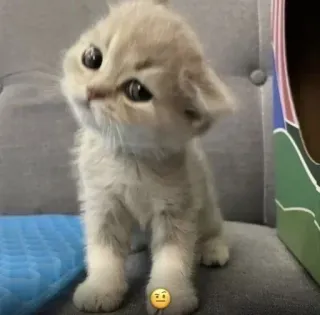 🔆 93d975d6 子猫, 猫, 可愛い, 動物, ペット whatsapp sticker