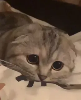 🤔 d5bce9a8 猫, 子猫, 動物, かわいい, ペット, 哺乳類 whatsapp sticker