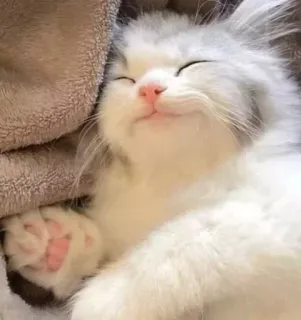 🤔 d7bc4e25 猫, 子猫, 睡眠, 可愛い, 動物, ペット, ふわふわ whatsapp sticker