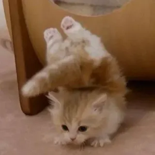 🤔 d828987d 子猫, 猫, 可愛い, 面白い, 遊び好き, 動物, ペット whatsapp sticker