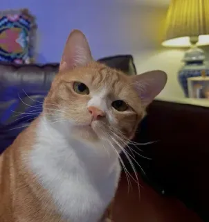 🤔 e1837ba3 猫, ペット, 動物, 茶トラ, イエネコ, ネコ科 whatsapp sticker