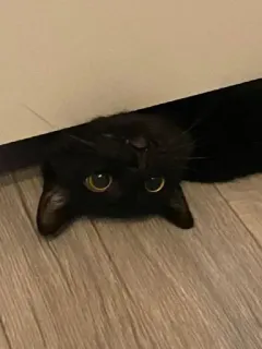 🤔 e7a08ab0 猫, 黒猫, 動物, ペット, 家畜 whatsapp sticker