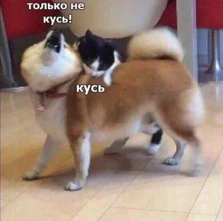 🤔 e951a3bd только не кусь! кусь 犬, 猫, 動物, 噛む, 面白い, 可愛い whatsapp sticker