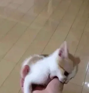 🤔 f1ee4396 子猫, 猫, 動物, 可愛い, ペット, 小さい whatsapp sticker