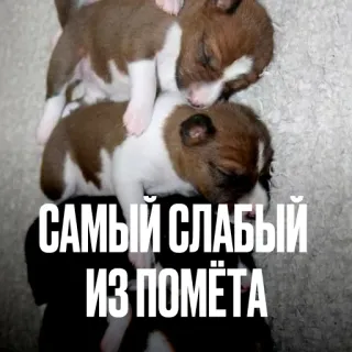 Креативно ругаем студентов telegram stickers