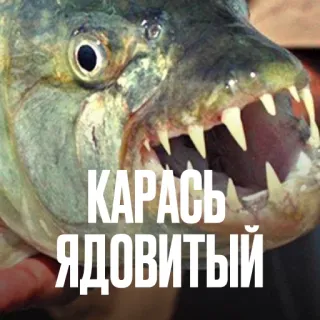 Креативно ругаем студентов telegram stickers